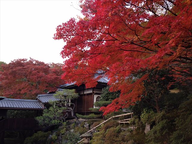 【京都・霊鑑寺 秋の特別拝観】紅葉とともに美しい庭園と狩野派作の襖絵を楽しむ　画像１