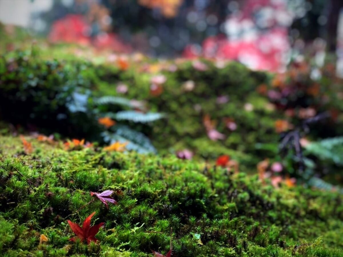 【秋の特別拝観・通常非公開の東福寺塔頭「正覚庵」】紅葉が美しい庭園や旧白洲屋敷を楽しめるチャンス　画像３