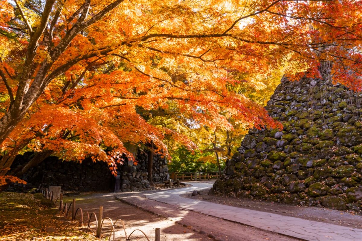 【長野県】小諸ワイン50周年と新酒を楽しむワインの祭典を開催！紅葉・観光スポット・秋イベント情報も　画像８