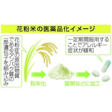 「花粉症米」実用化を促進、政府 医薬品に活用、アレルギー緩和　画像１