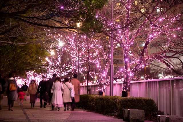 100%自家発電で冬の桜Ⓡが咲く「目黒川みんなのイルミネーション2023」11月10日から開催！　画像２