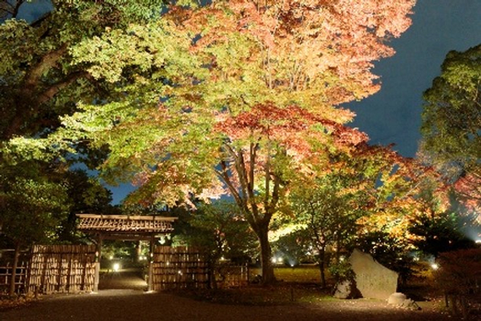 名勝・六義園で楽しむ夜の庭紅葉　土蔵の壁面にも鮮やかな紅葉を投影　画像１