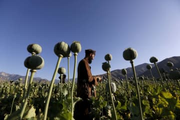 アフガン製アヘン95％減 国連、タリバン麻薬禁止で　画像１
