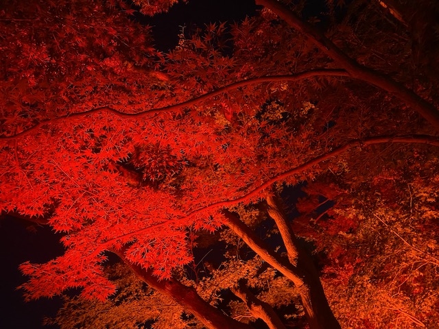赤く染まる日本庭園で秋を満喫する！八芳園の「TOKYO RED GARDEN AUTUMN FESTIVAL 2023」現地ルポ　画像３