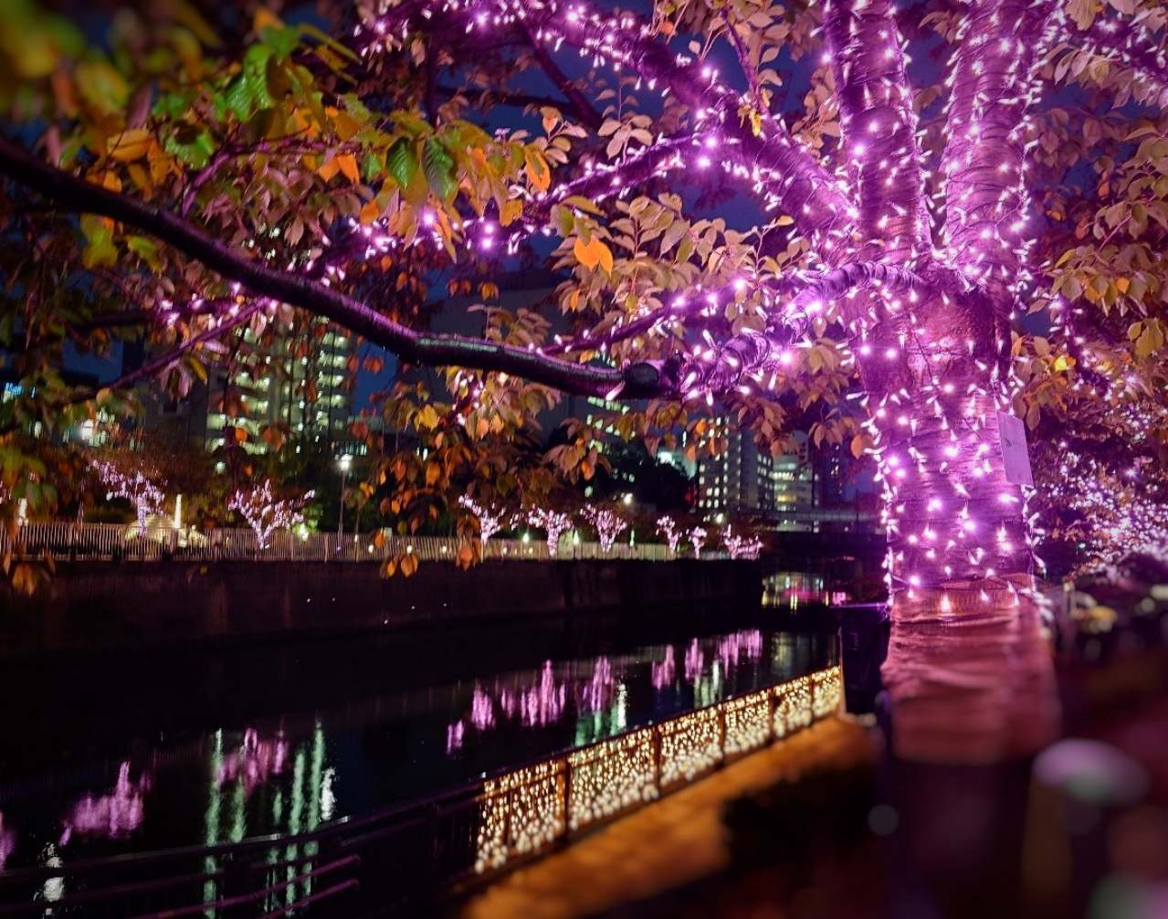 【目黒川みんなのイルミネーション2023】桜の名所に約38万球の光の桜が輝き咲く！自家発電の東京イルミ　画像１