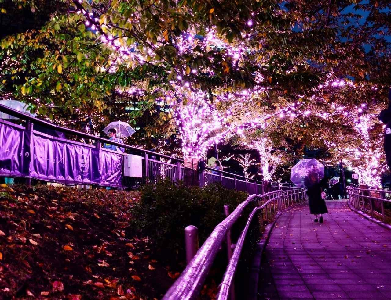 【目黒川みんなのイルミネーション2023】桜の名所に約38万球の光の桜が輝き咲く！自家発電の東京イルミ　画像１７