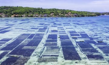 海藻養殖に成長余地、1.7兆円 有望市場と紹介、世界銀行が報告　画像１