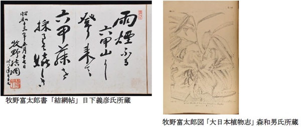 神戸・六甲高山植物園で企画展 「牧野の足あと~博士と関西の仲間たち~」 2024年3月16日~8月18日 画像2