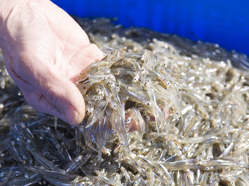 滋賀県でアユの稚魚「氷魚」漁が全面解禁　「冬の味覚を味わいに」と来県呼びかけ　画像１