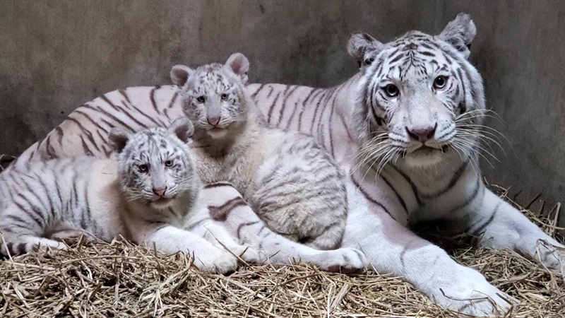 2月24日に宇都宮動物園でホワイトタイガーの赤ちゃん命名式　翌日にネコ園長就任10周年記念式典も　画像１