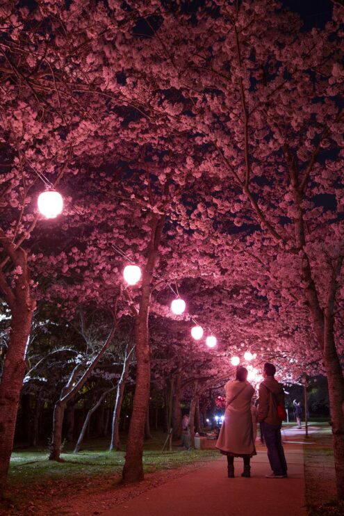 神戸「しあわせの村」、桜の期間に特別夜間開園 幻想的な夜桜のライト