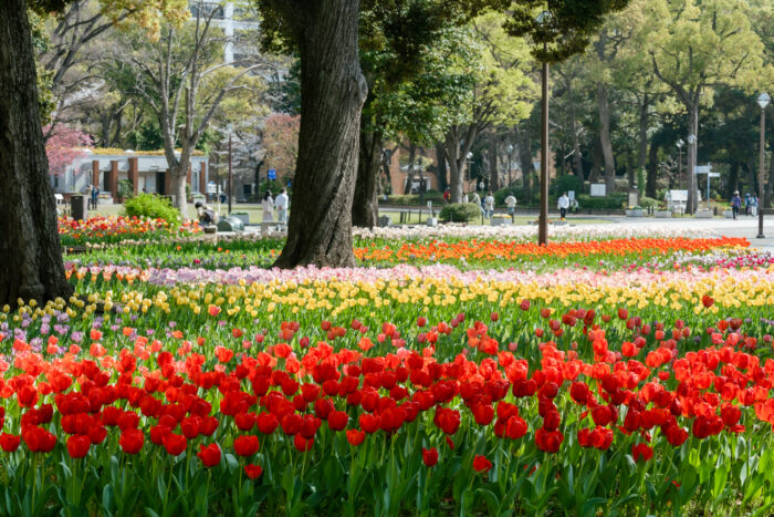 10万本のチューリップが咲きほこる　 「よこはま花と緑のスプリングフェア」