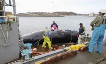 根室沖でミンククジラ4頭を捕獲 商業捕鯨、今年初めて　画像１